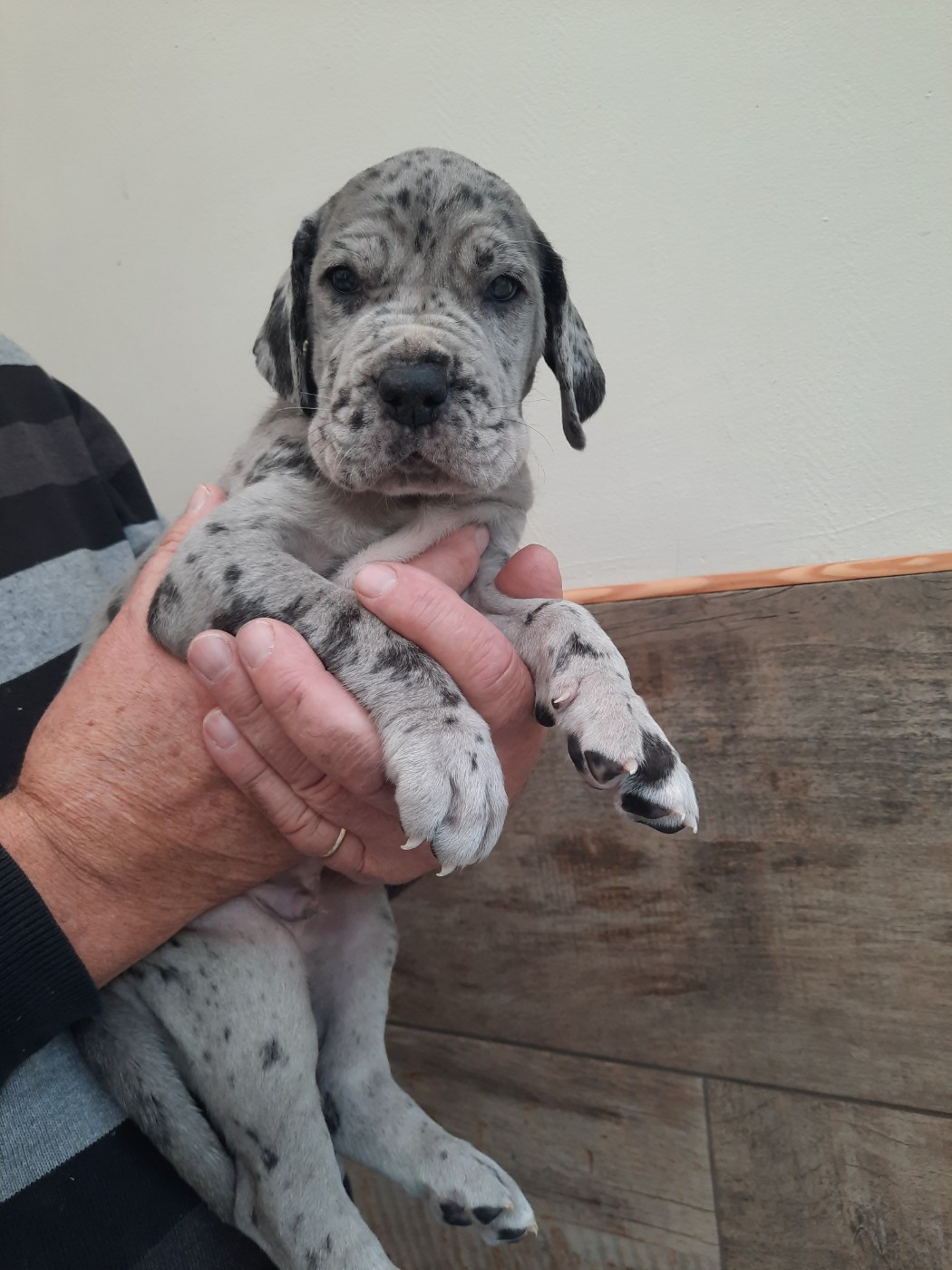 Domaine De La Mulardière - Chiots disponibles - Dogue allemand