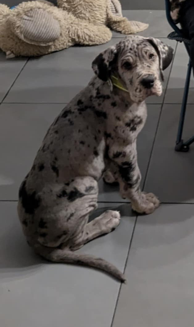 Domaine De La Mulardière - Chiots disponibles - Dogue allemand