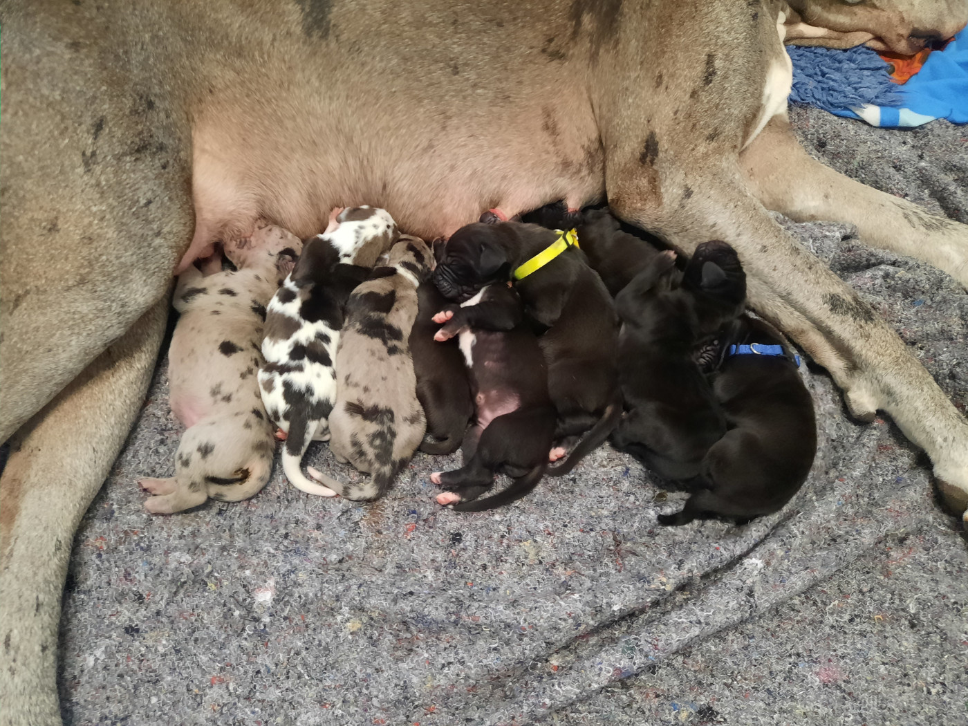 Chiot Dogue allemand Domaine De La Mulardière