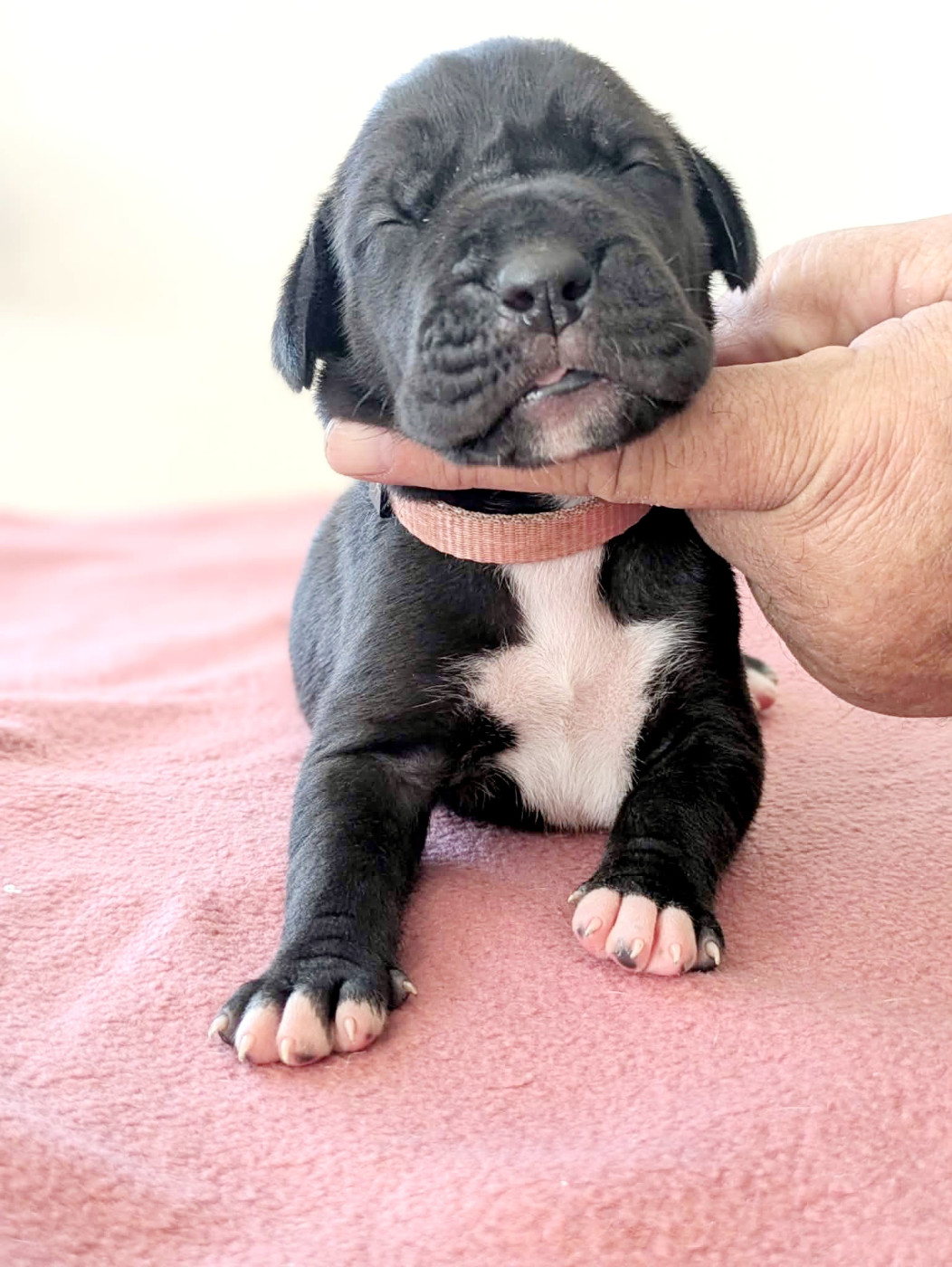 Domaine De La Mulardière - Chiots disponibles - Dogue allemand
