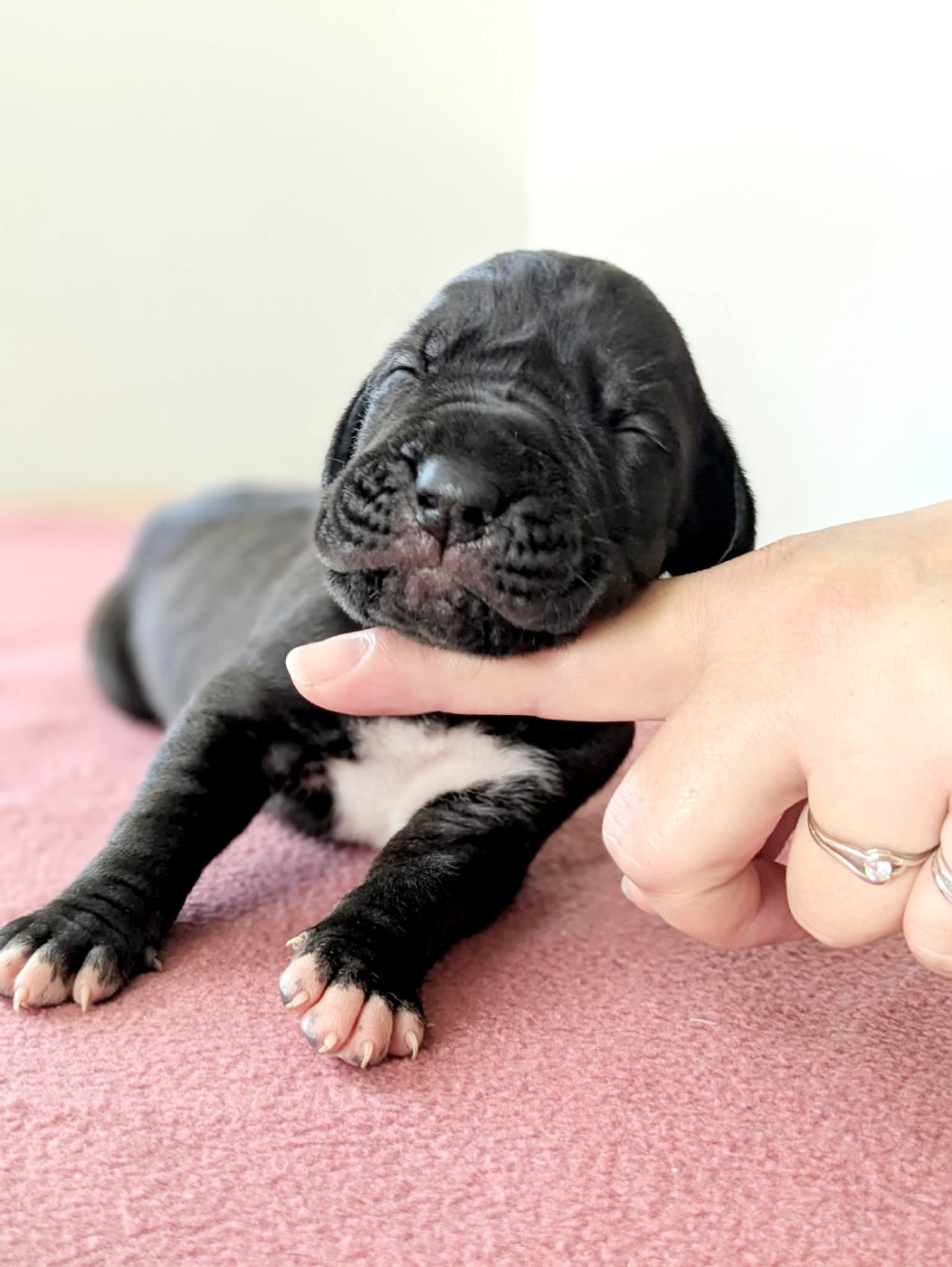 Domaine De La Mulardière - Chiots disponibles - Dogue allemand
