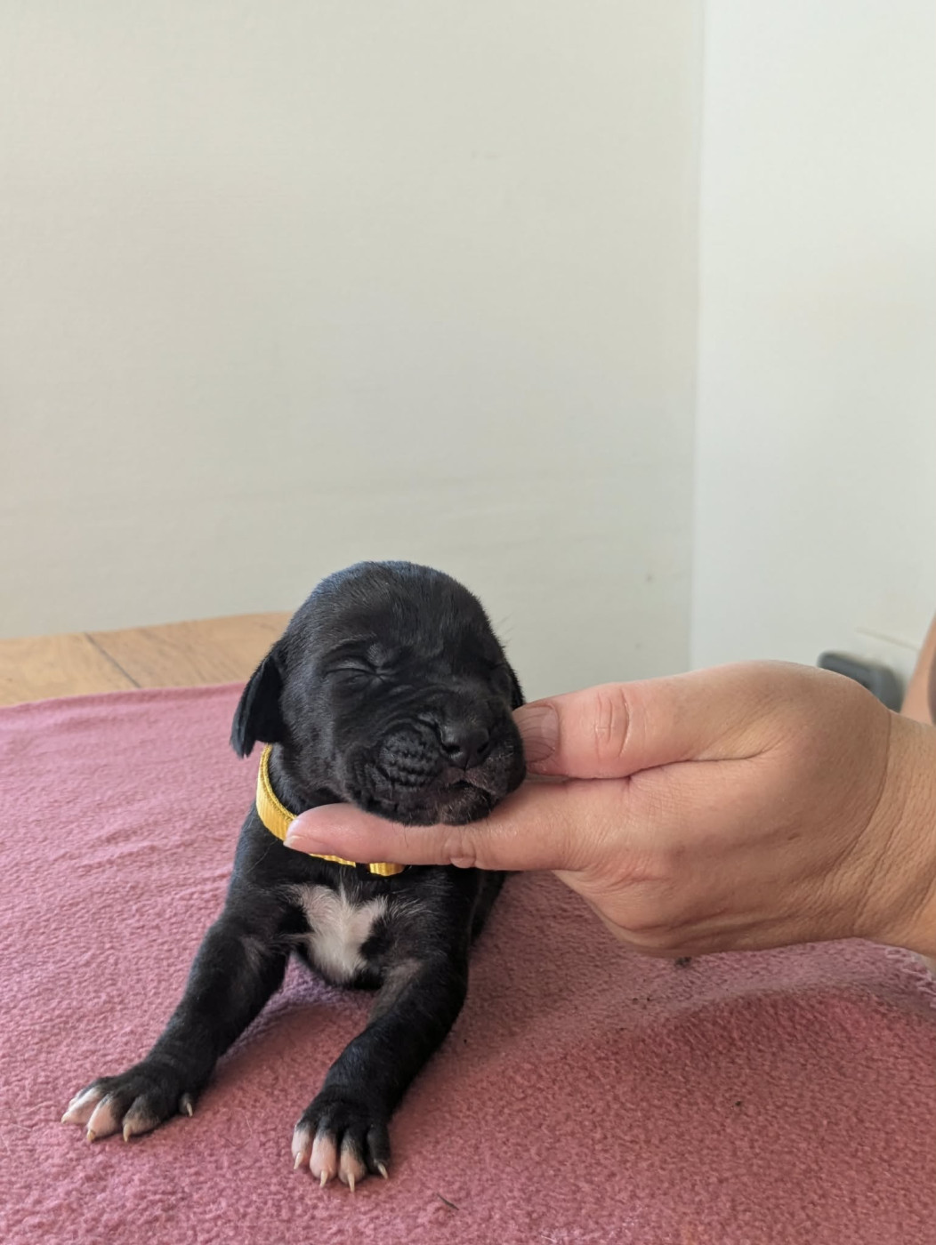 Domaine De La Mulardière - Chiots disponibles - Dogue allemand