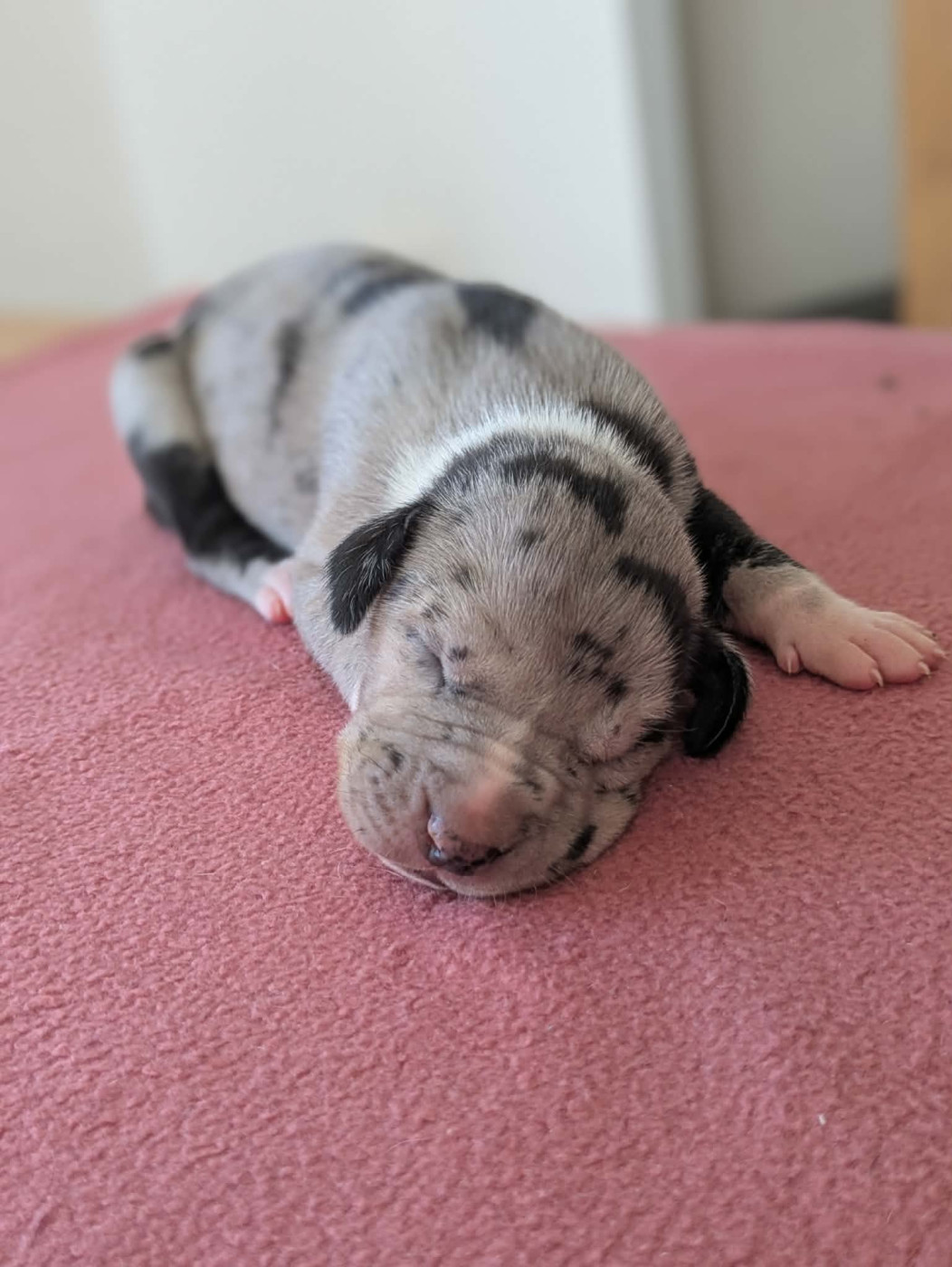 Domaine De La Mulardière - Chiots disponibles - Dogue allemand