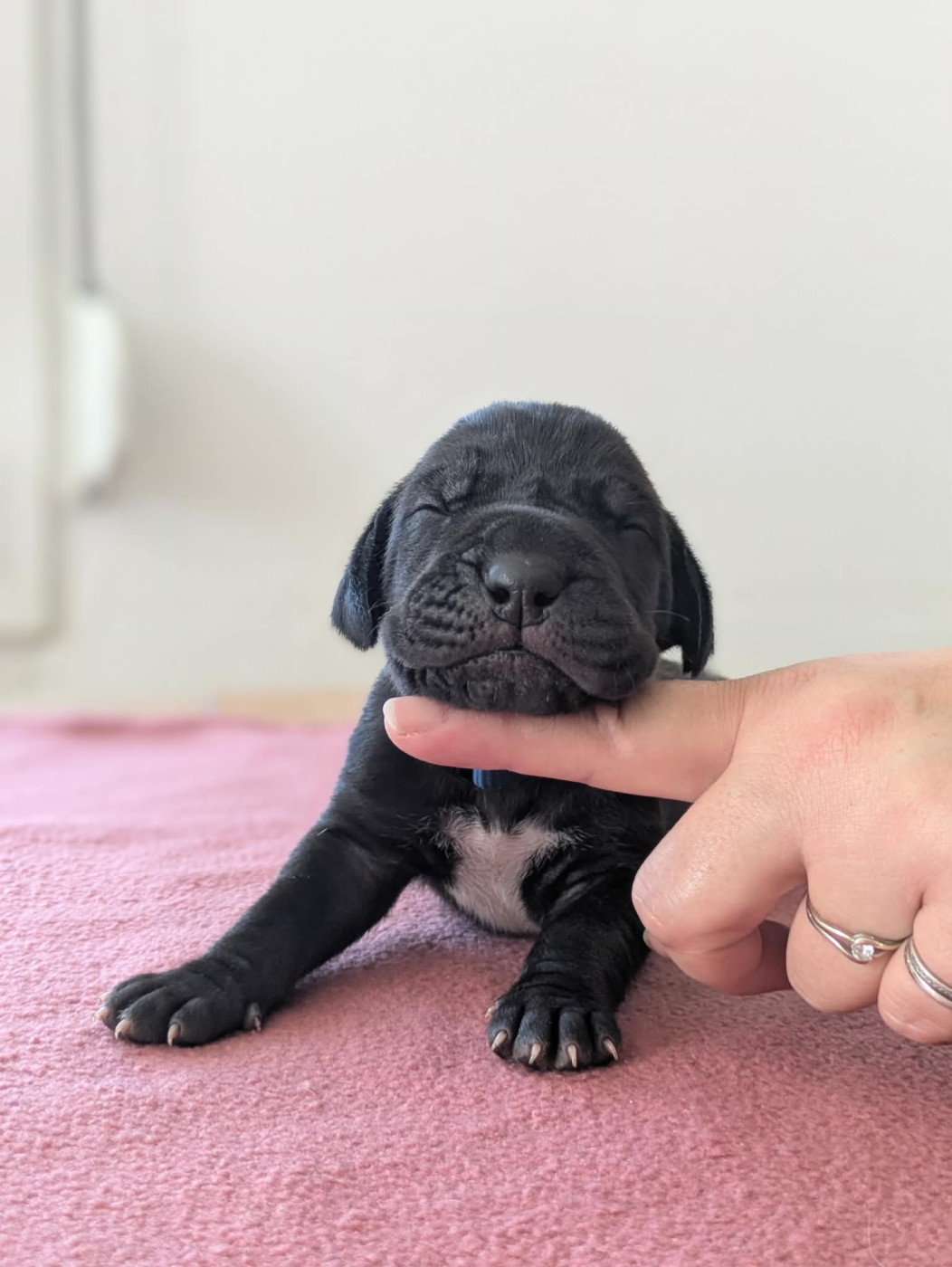 Domaine De La Mulardière - Chiots disponibles - Dogue allemand