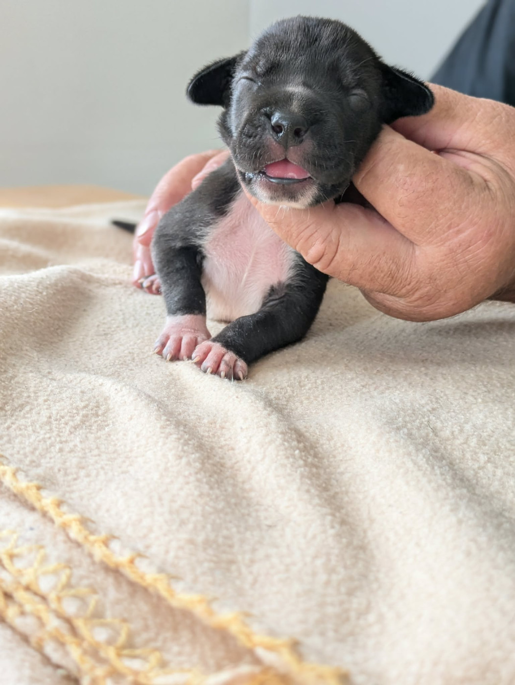 Domaine De La Mulardière - Chiots disponibles - Dogue allemand