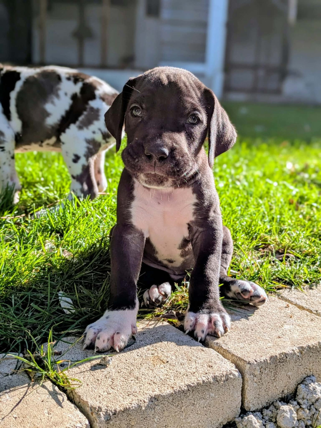 Domaine De La Mulardière - Chiots disponibles - Dogue allemand