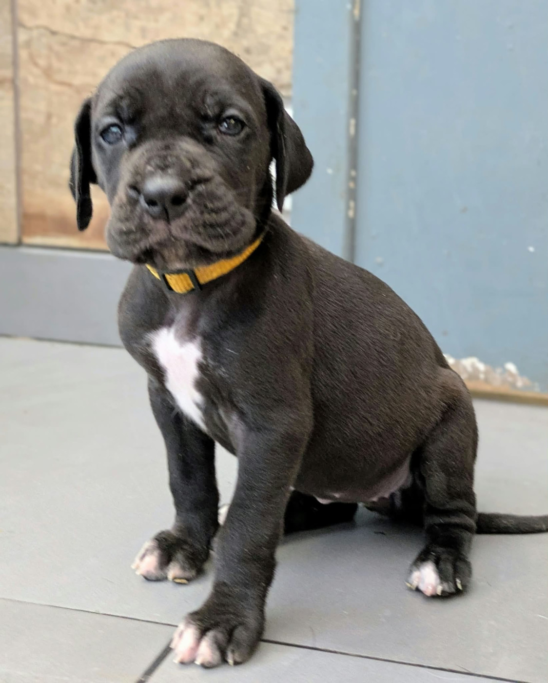 Domaine De La Mulardière - Chiots disponibles - Dogue allemand
