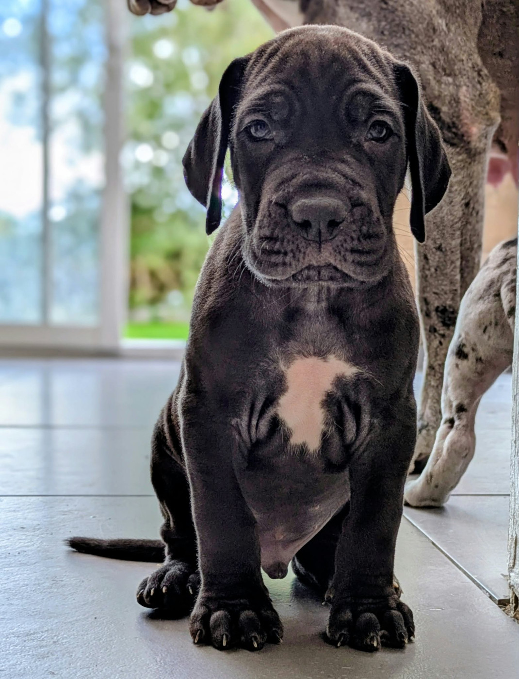 Domaine De La Mulardière - Chiots disponibles - Dogue allemand