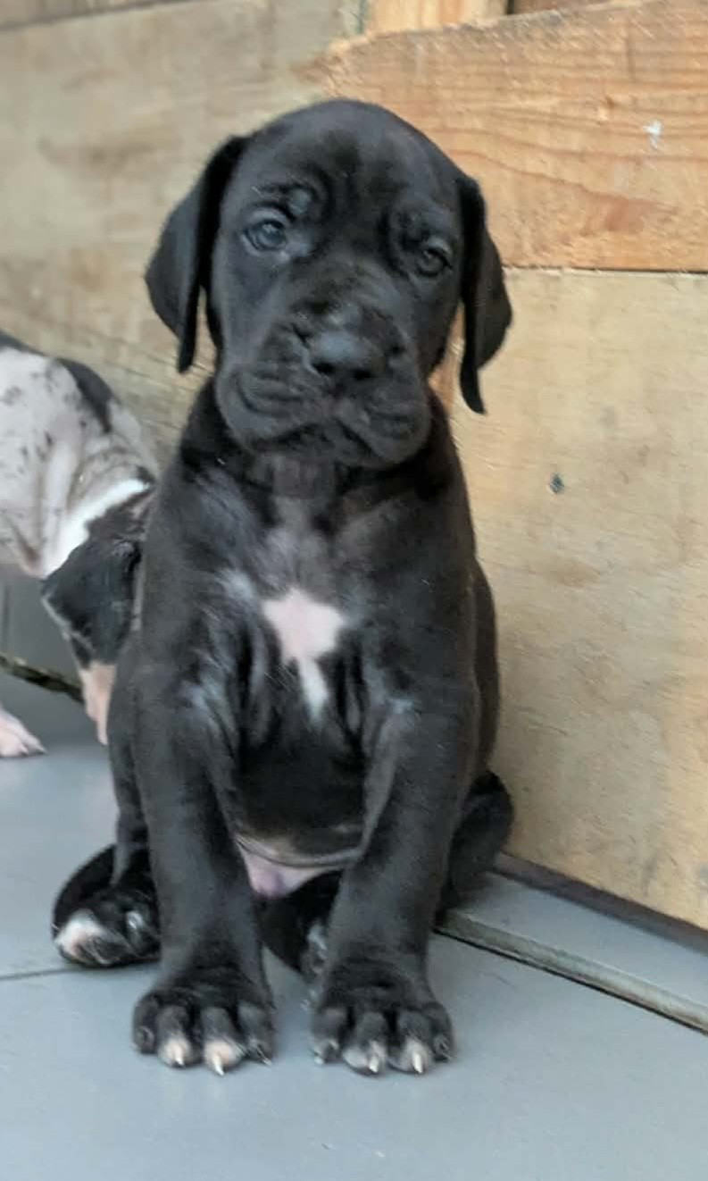 Domaine De La Mulardière - Chiots disponibles - Dogue allemand