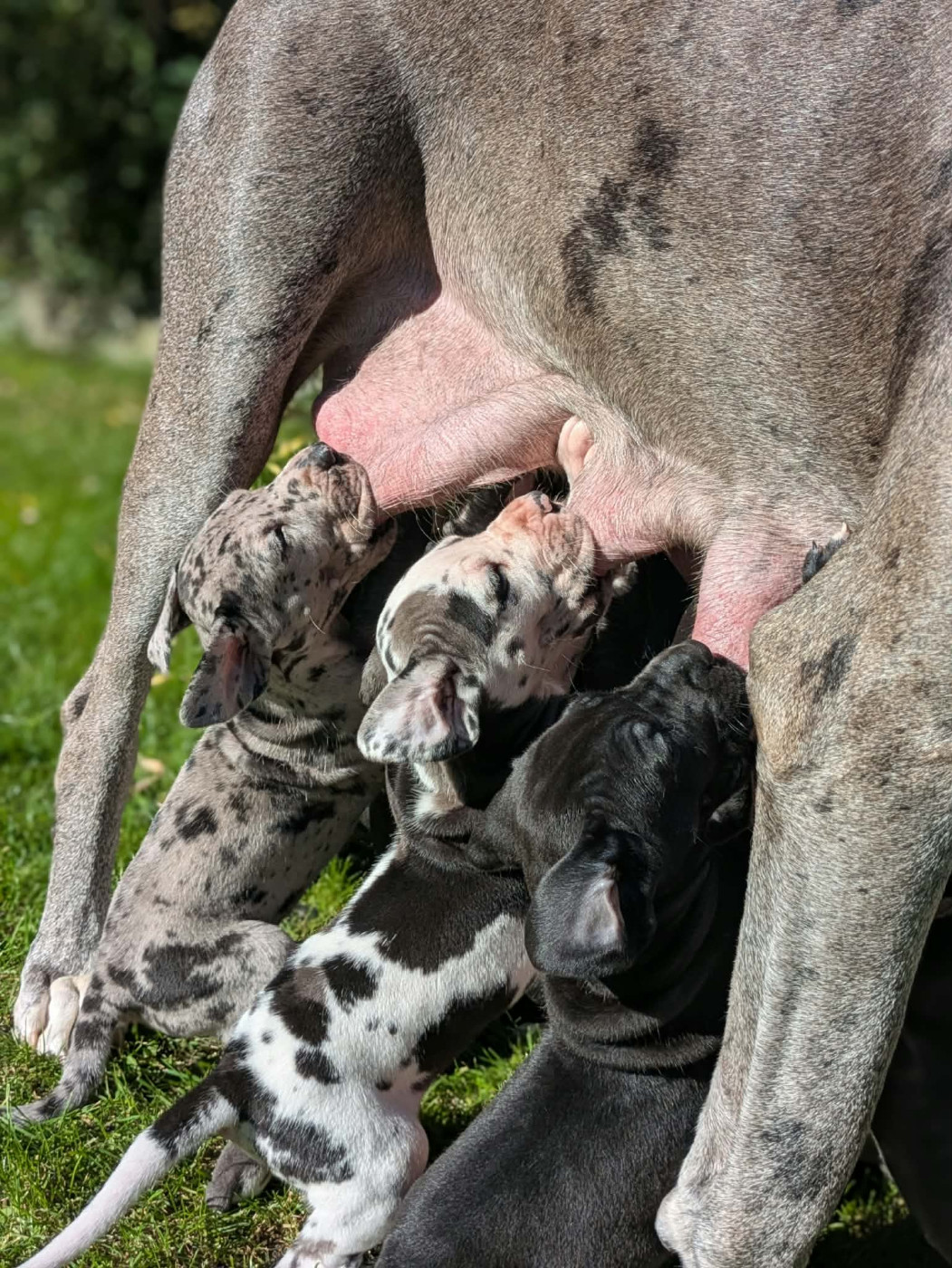 Chiot Dogue allemand Domaine De La Mulardière