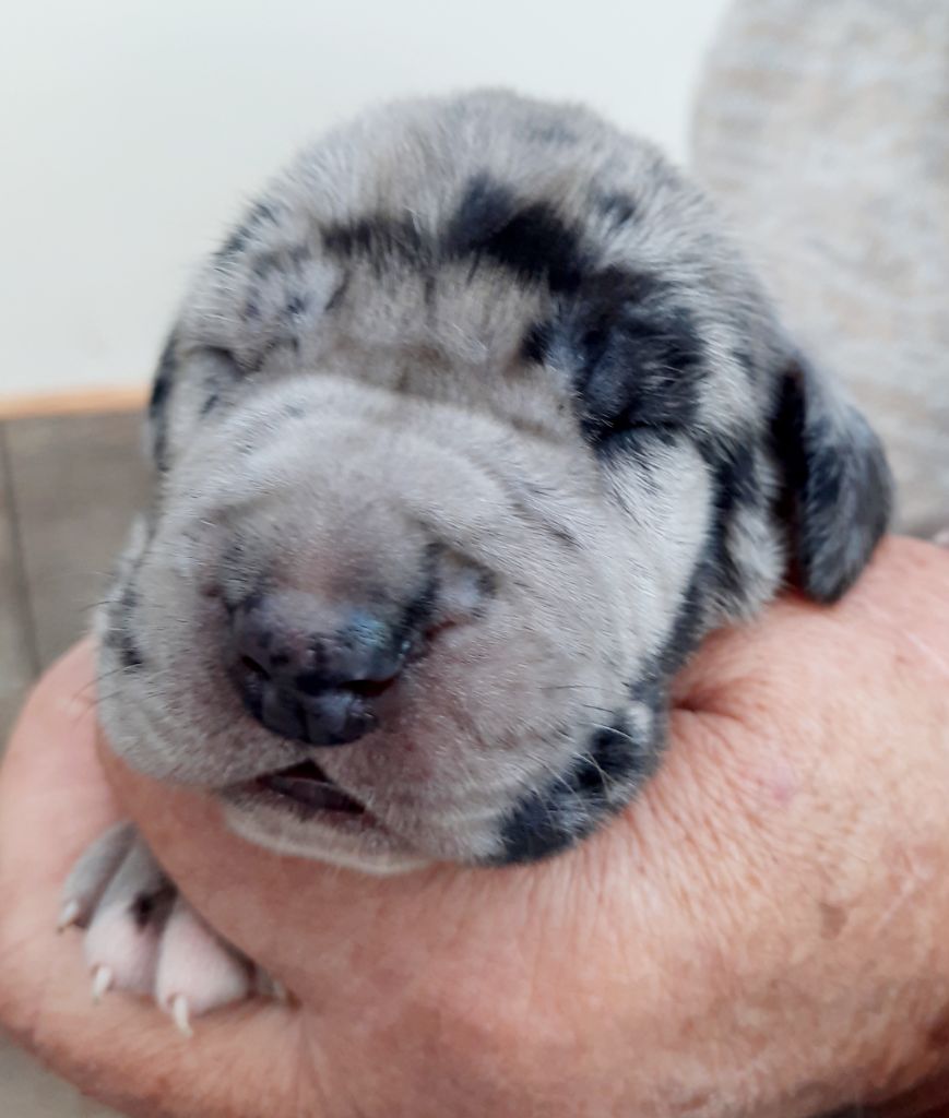 Domaine De La Mulardière - Chiots disponibles - Dogue allemand