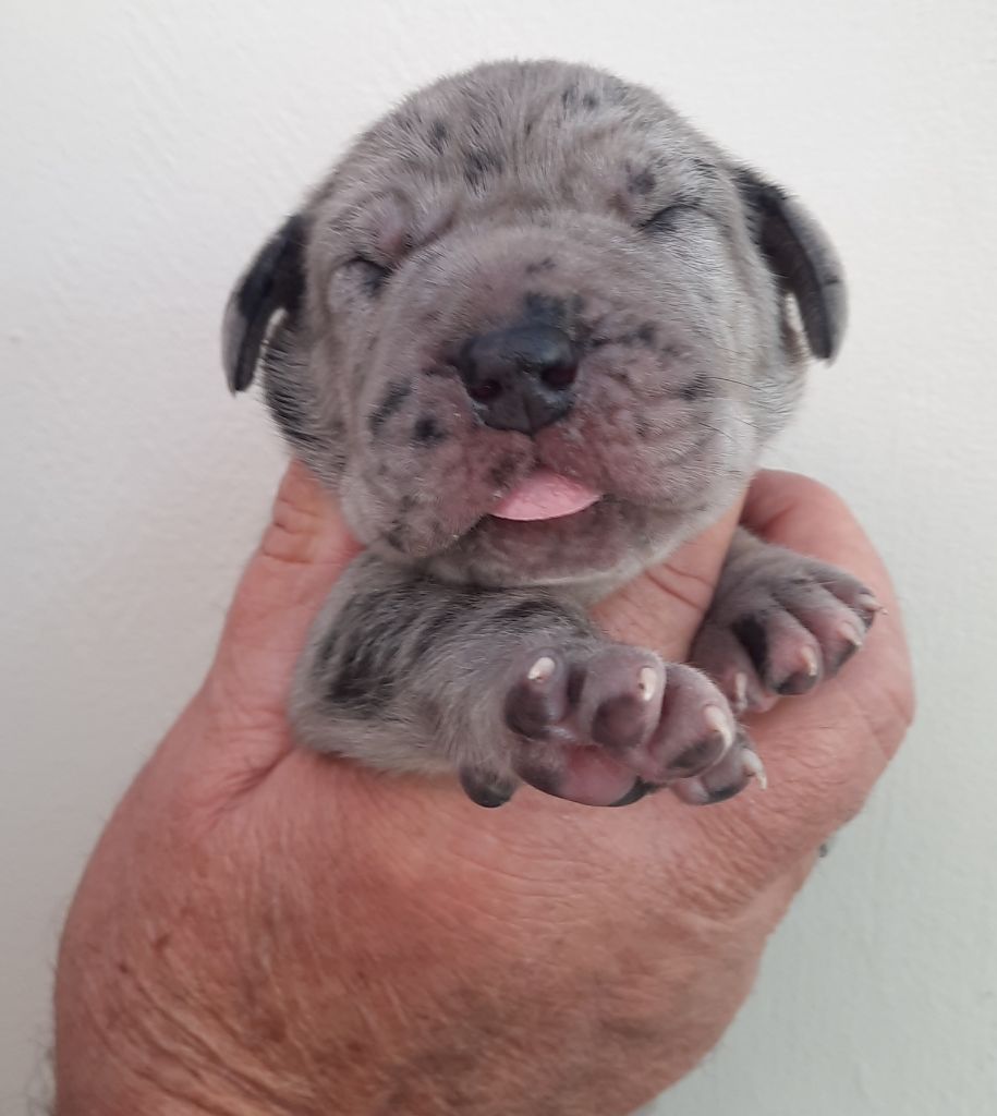 Domaine De La Mulardière - Chiots disponibles - Dogue allemand