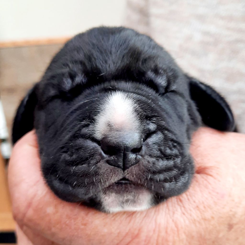 Domaine De La Mulardière - Chiots disponibles - Dogue allemand