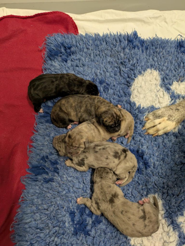 Chiot Dogue allemand Domaine De La Mulardière