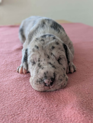 Chiot N°6
