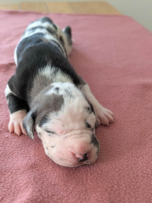 Chiot N°7