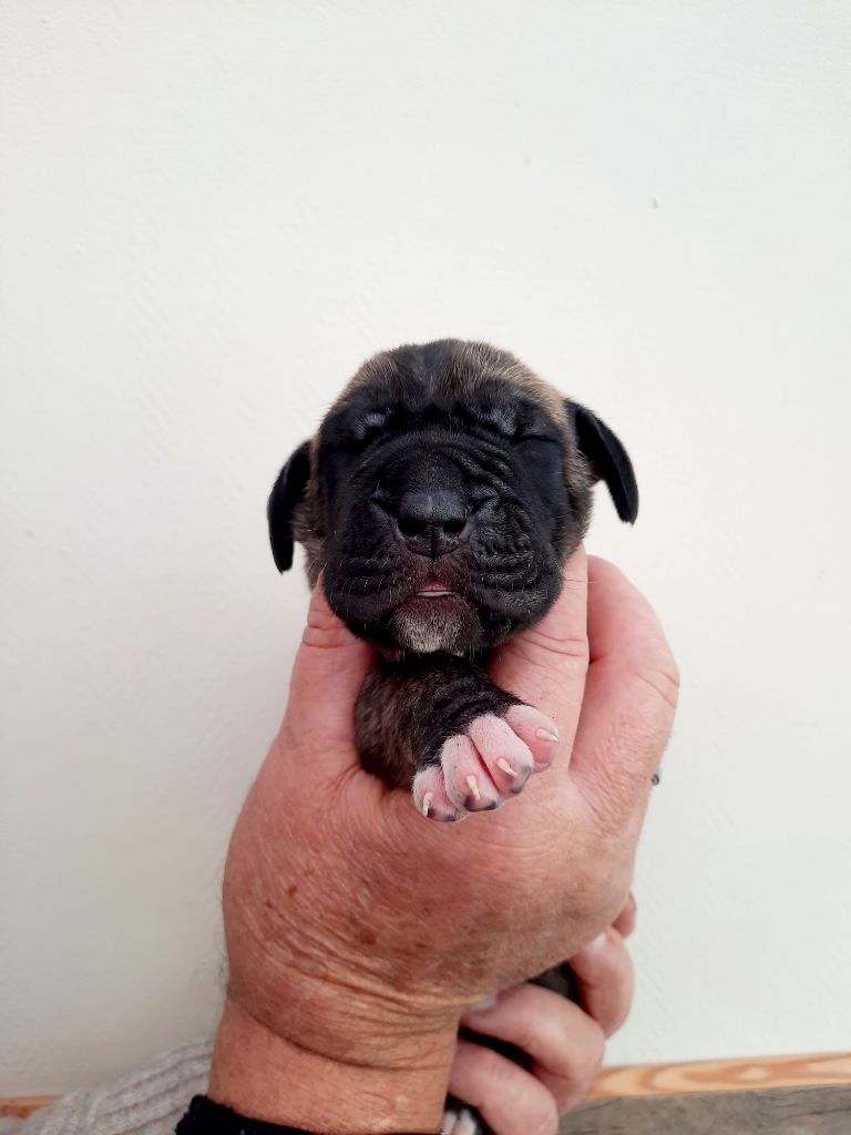 Domaine De La Mulardière - Chiots disponibles - Dogue allemand